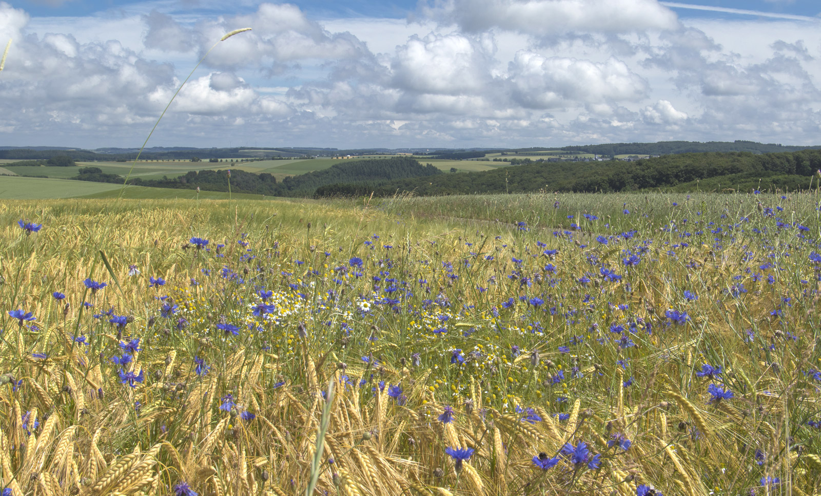 Blick von Irmenach über den Hunsrück